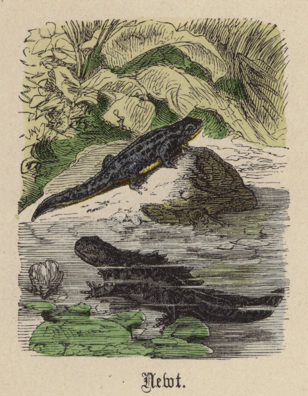 Tritone da Friedrich Specht