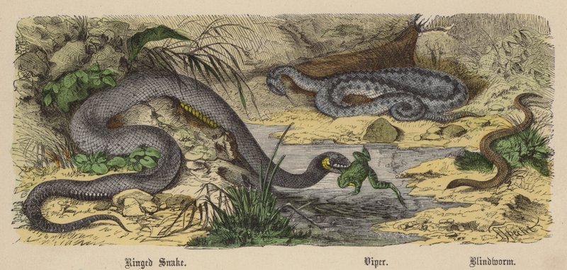 Serpente ad anelli, Vipera, Orbettino da Friedrich Specht