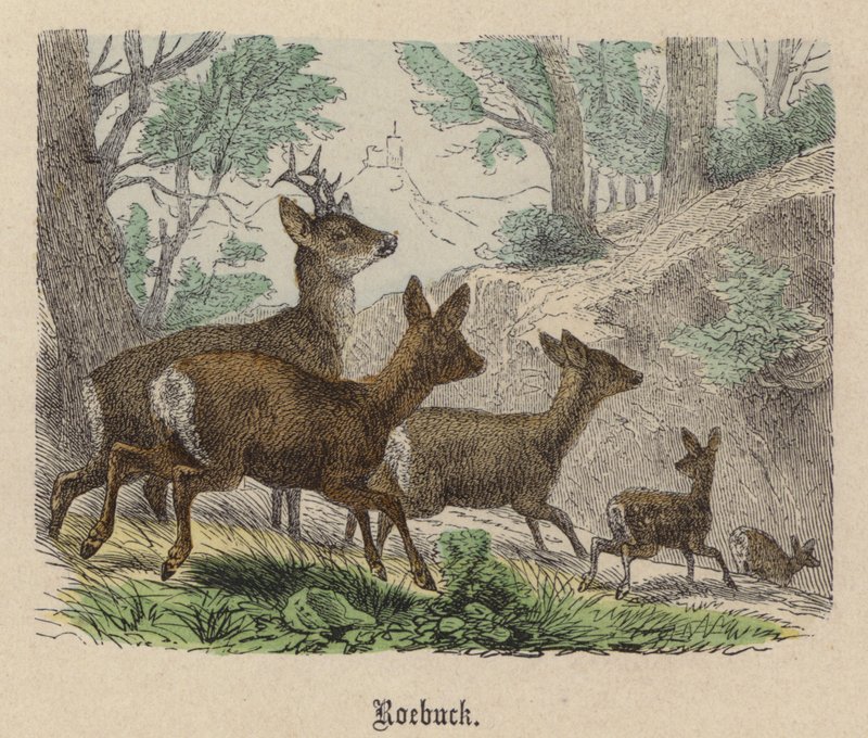Capriolo da Friedrich Specht