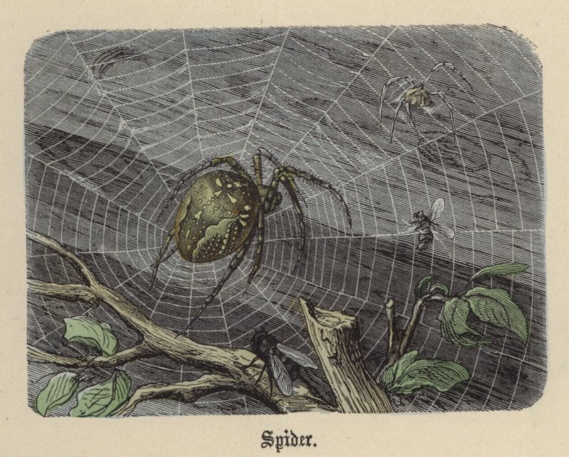 Ragno da Friedrich Specht