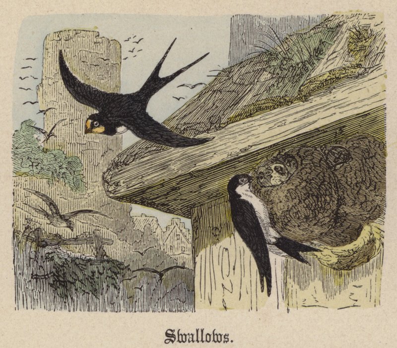 Rondini (incisione colorata) da Friedrich Specht