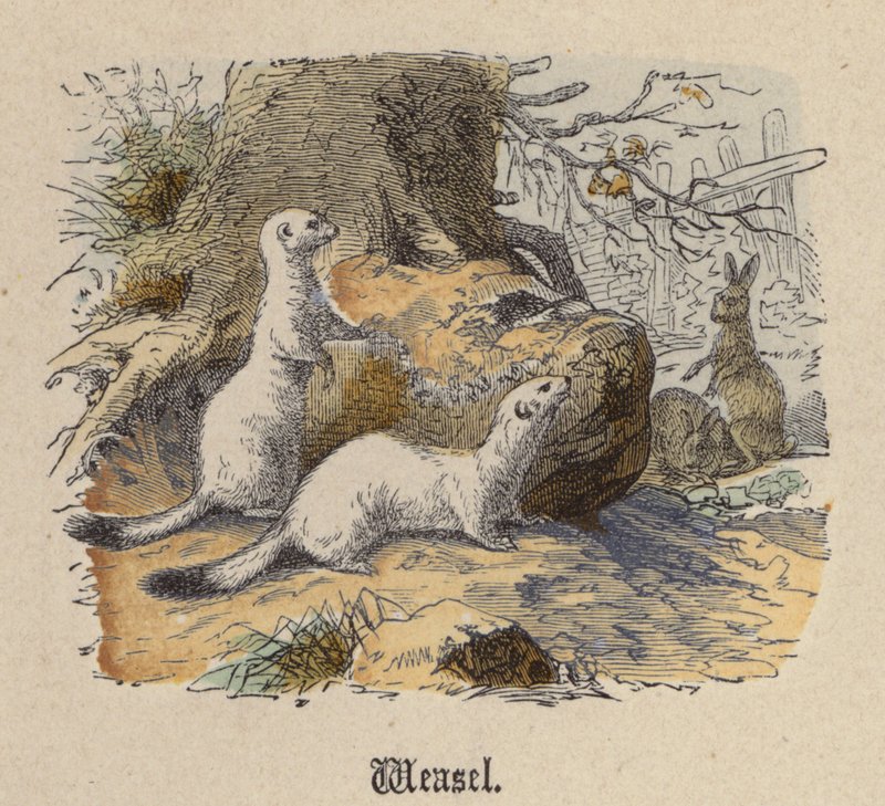 Donnola (incisione colorata) da Friedrich Specht