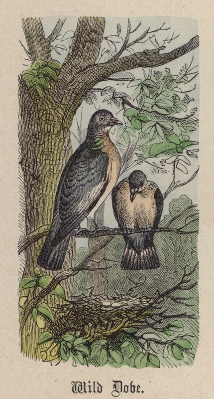 Colomba selvatica da Friedrich Specht