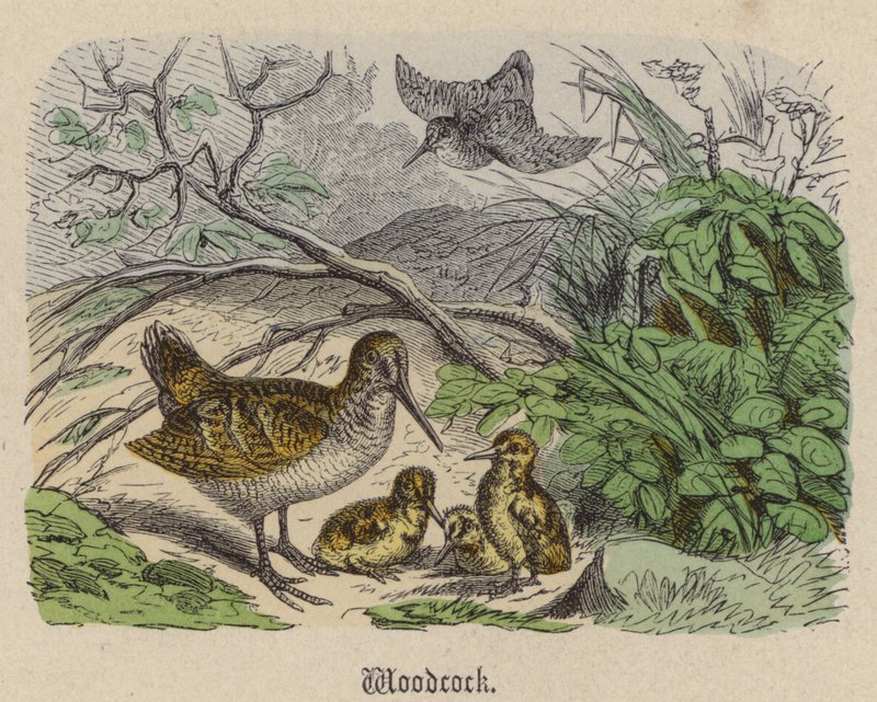 Beccaccia da Friedrich Specht