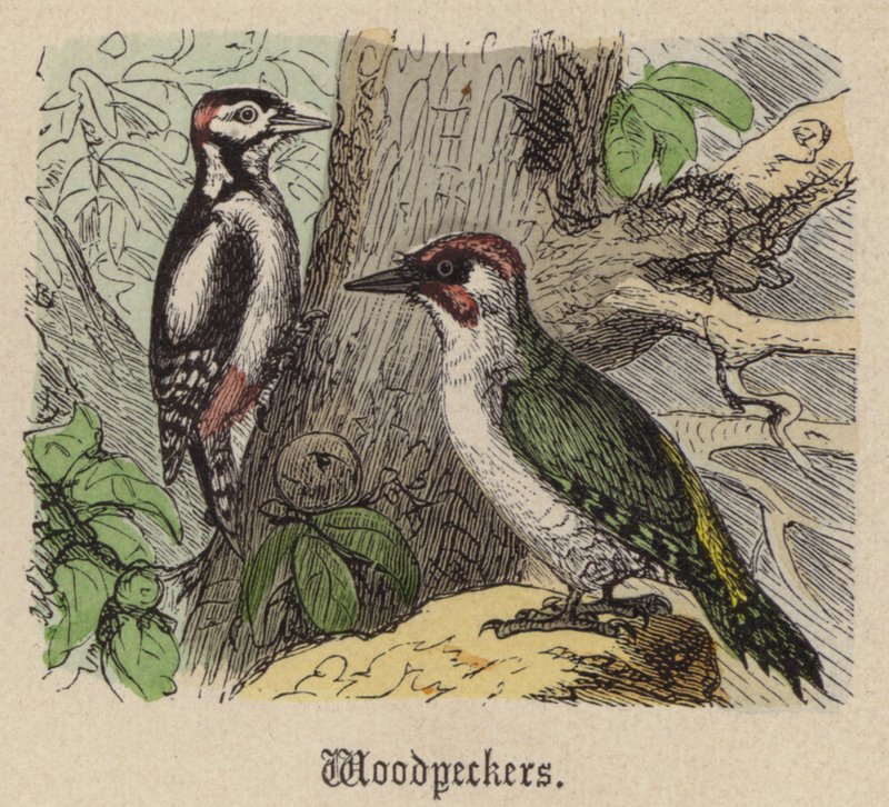 Picchi da Friedrich Specht
