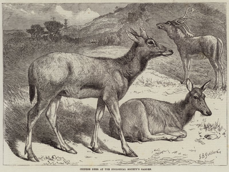 Cervi cinesi nel giardino della Società Zoologica da George Bouverie Goddard