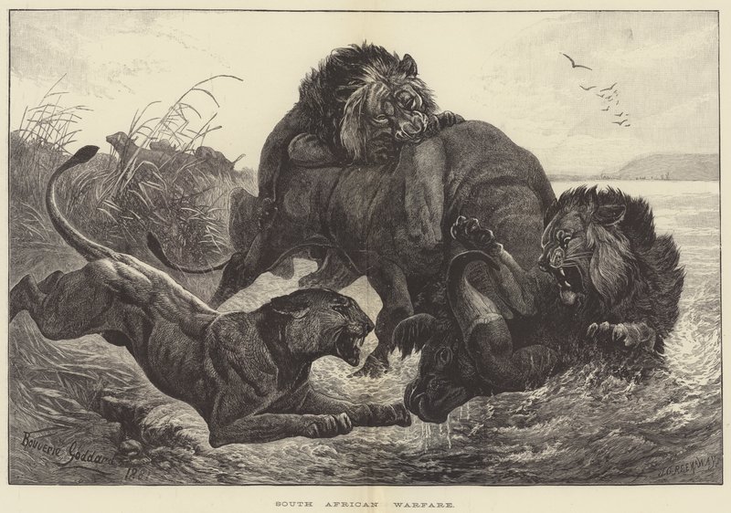 Guerra sudafricana da George Bouverie Goddard