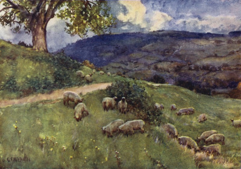 Un pascolo di pecore dei Cotswold da George Franck Nicholls