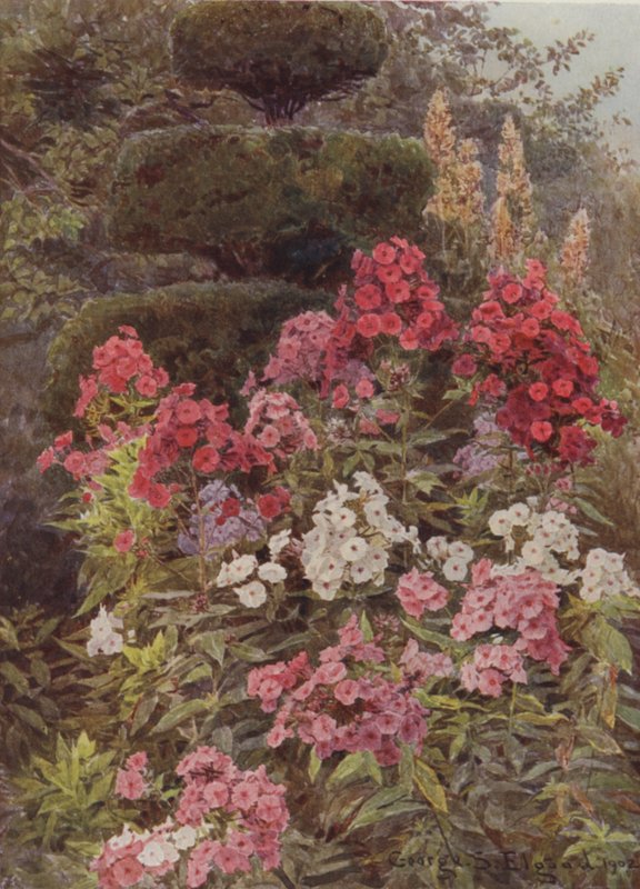 Flox da George Samuel Elgood