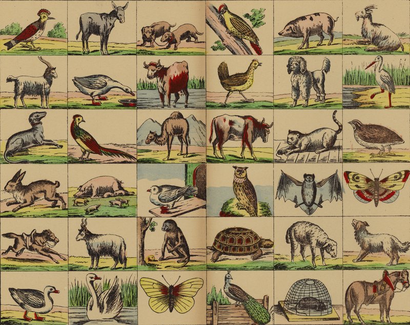 Immagini di animali e uccelli da German School