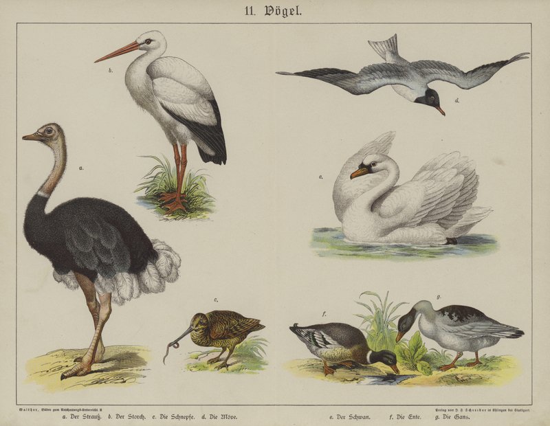Animali da German School