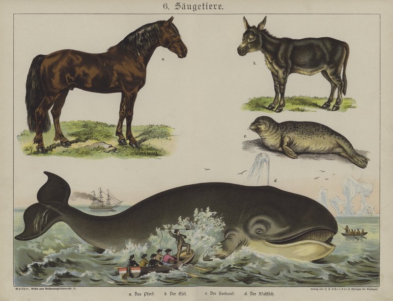 Animali da German School