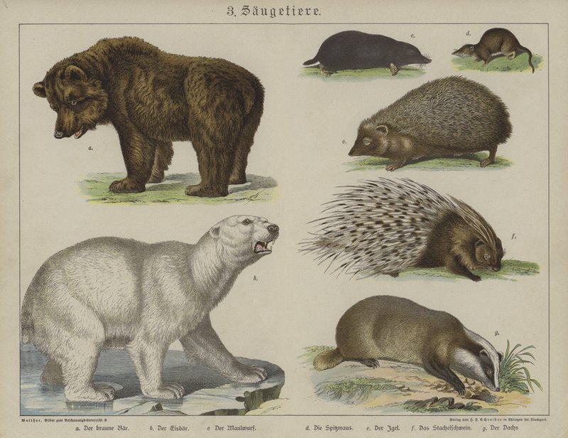 Animali da German School