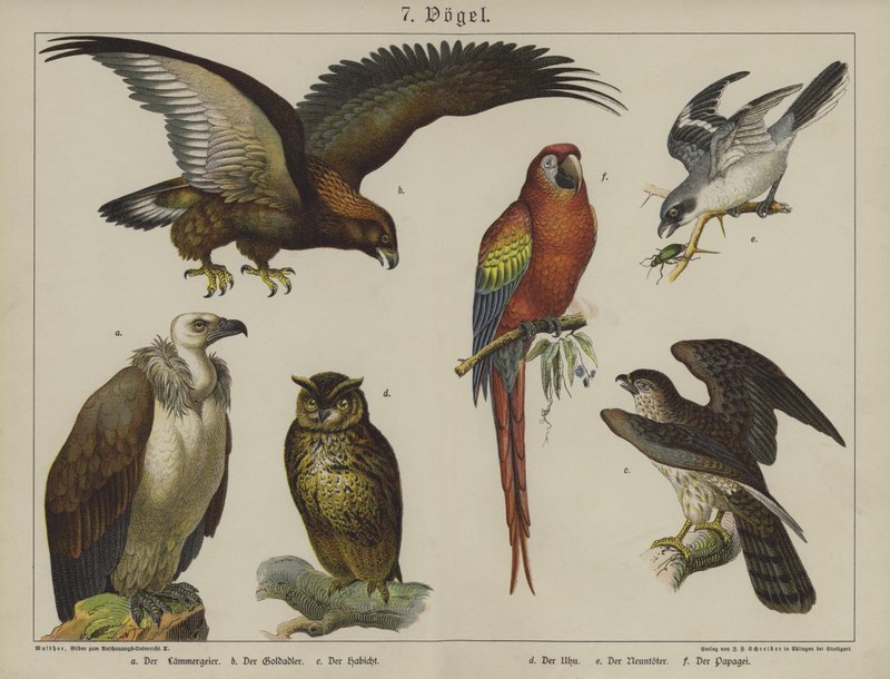 Animali da German School