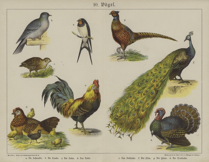 Animali da German School
