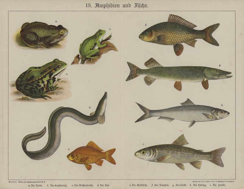 Animali da German School