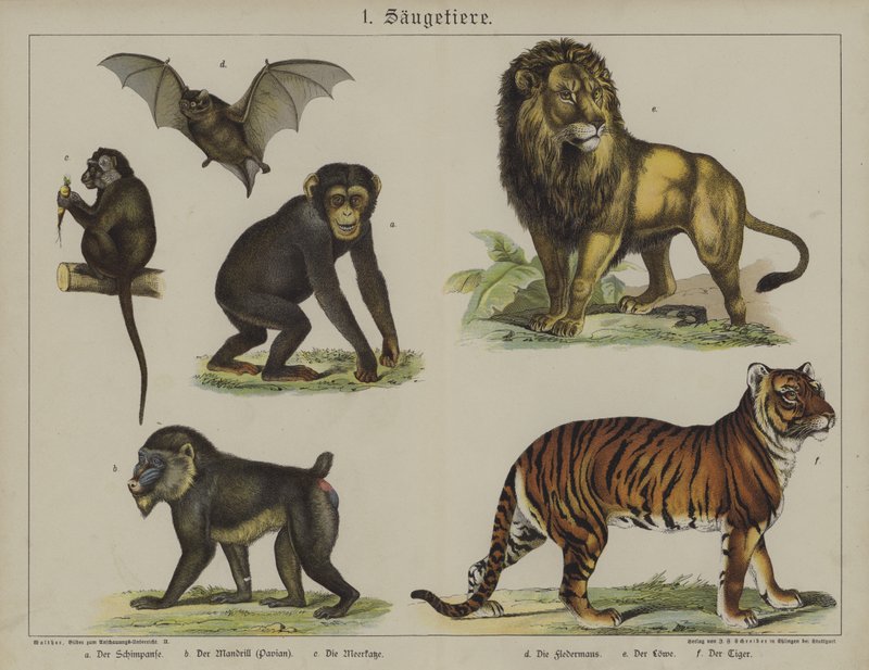 Animali da German School