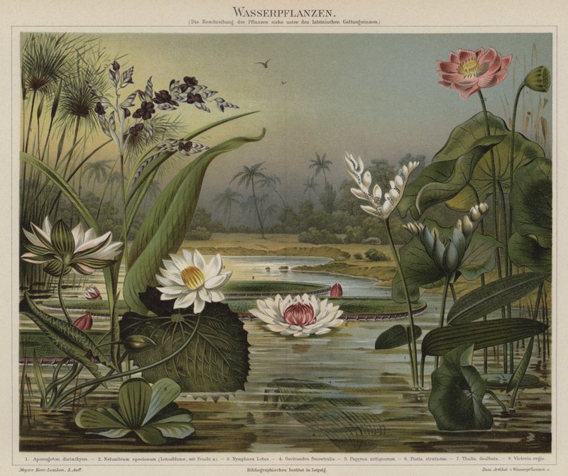 Piante acquatiche da German School