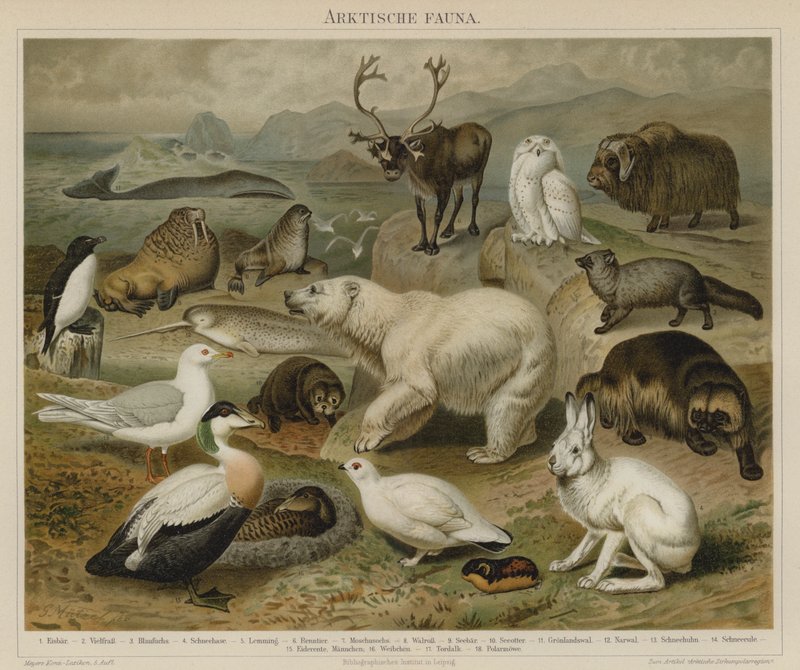Fauna artica da German School