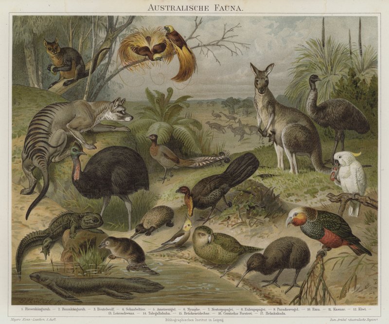 Fauna australasiana da German School
