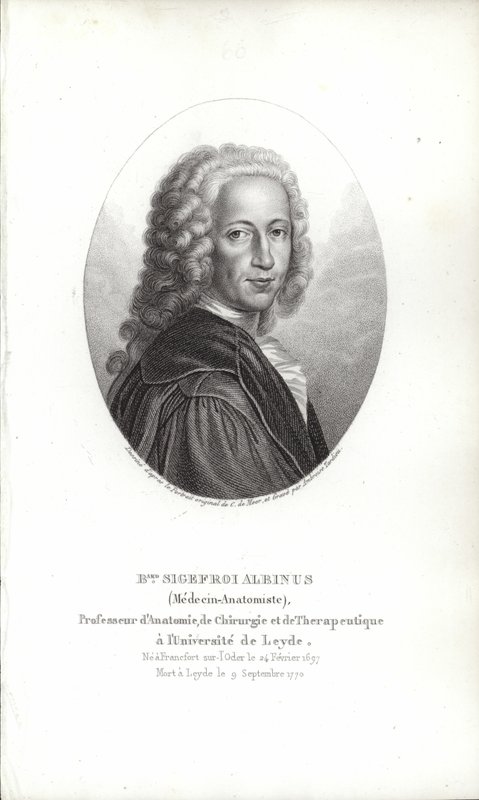 Bernhard Siegfried Albinus da German School