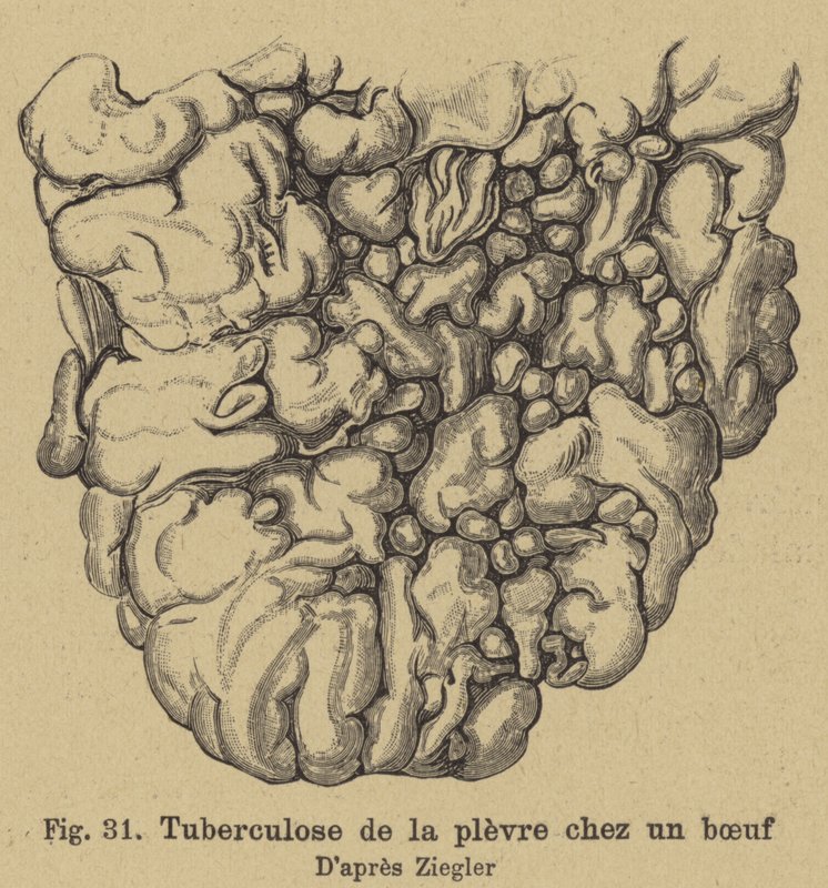 Tubercolosi bovina da German School