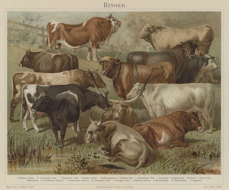 Bovini da German School