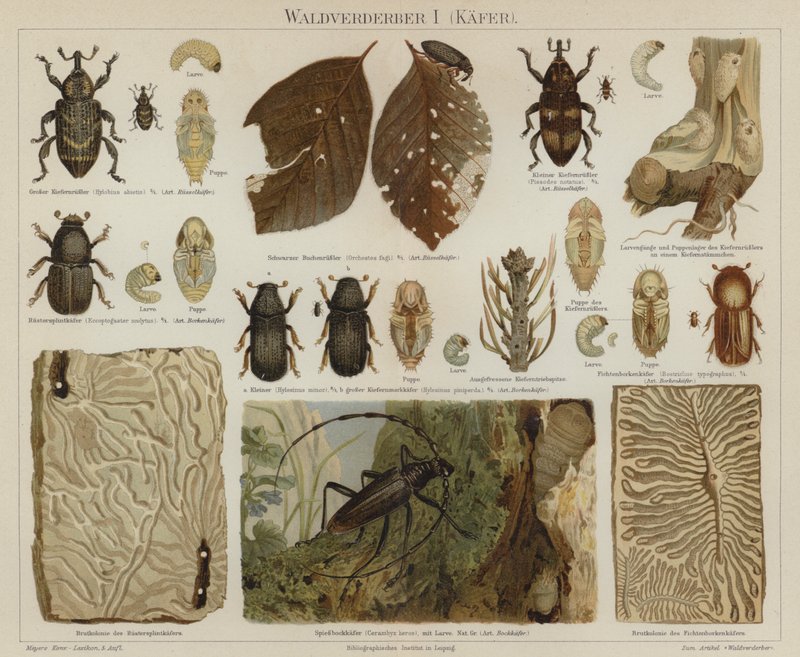 Parassiti delle foreste: coleotteri da German School