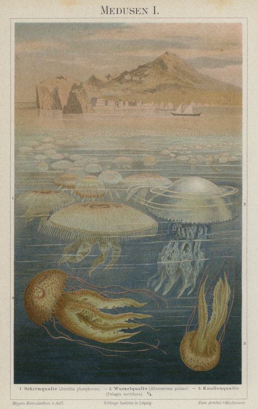 Meduse da German School