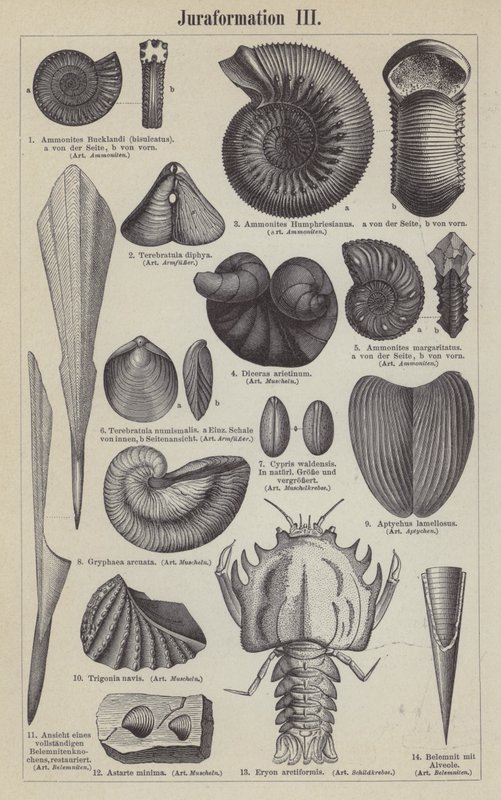 Fossili giurassici da German School