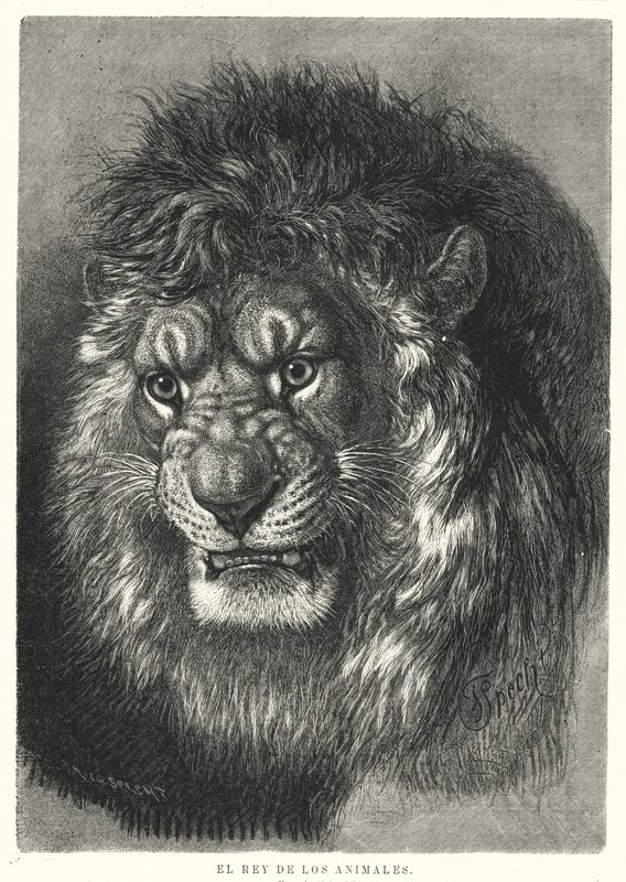 Leone: re degli animali da German School