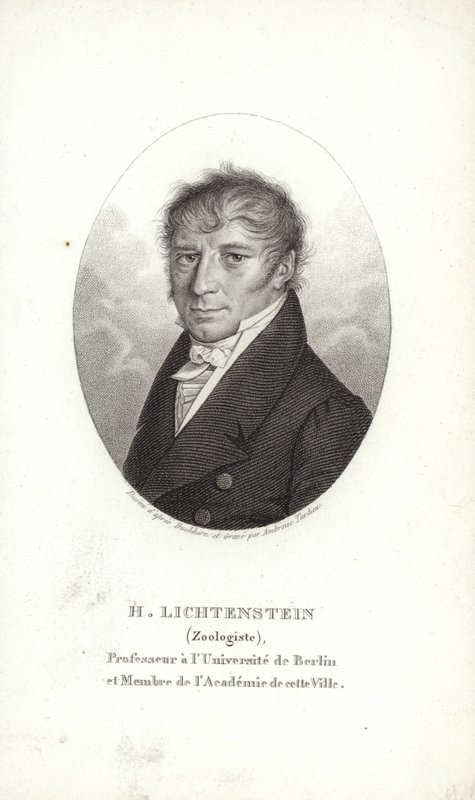 Martin Lichtenstein da German School