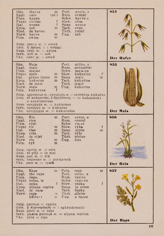 Avena, Mais, Riso, La Rapa da German School