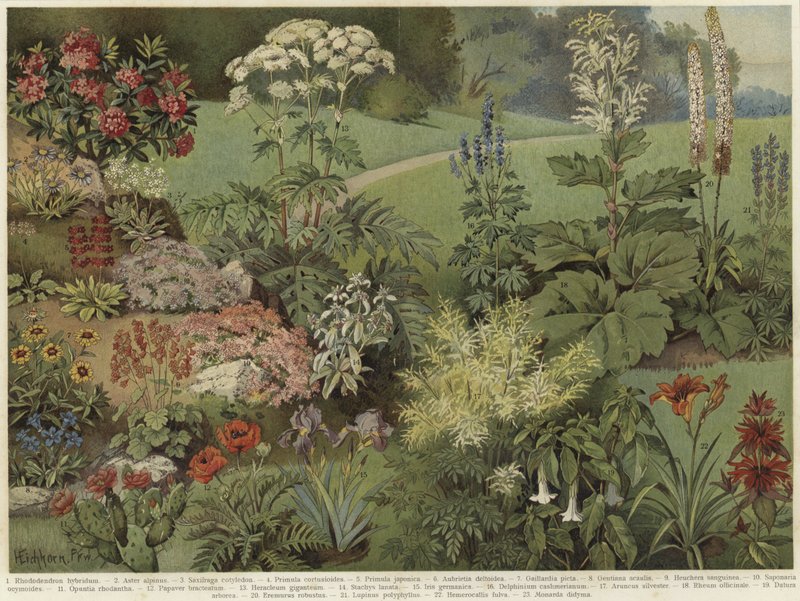 Piante ornamentali da German School