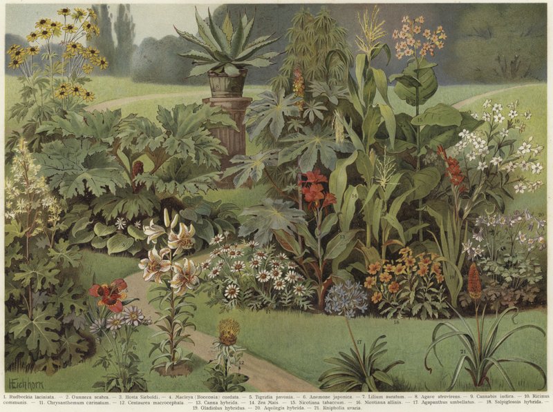 Piante ornamentali da German School