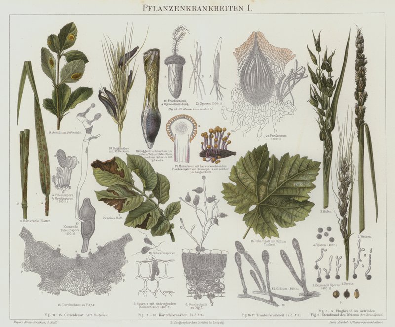 Malattie delle piante da German School