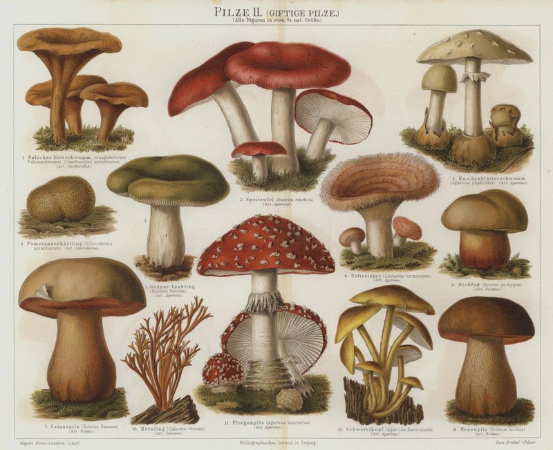 Funghi velenosi da German School