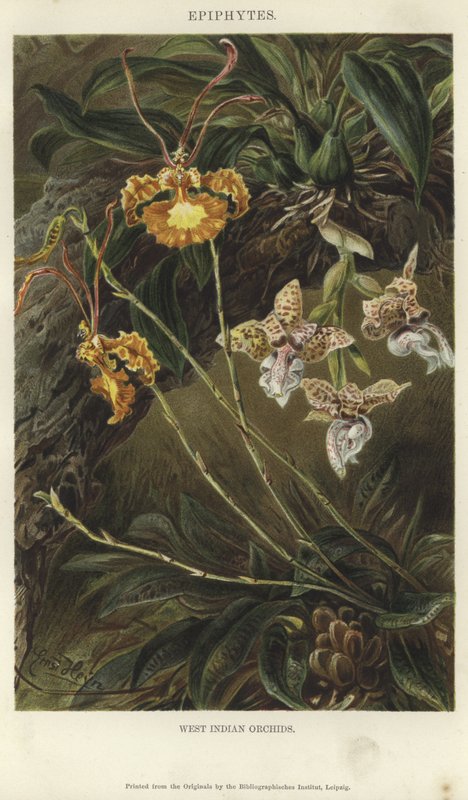 Orchidee delle Indie Occidentali da German School