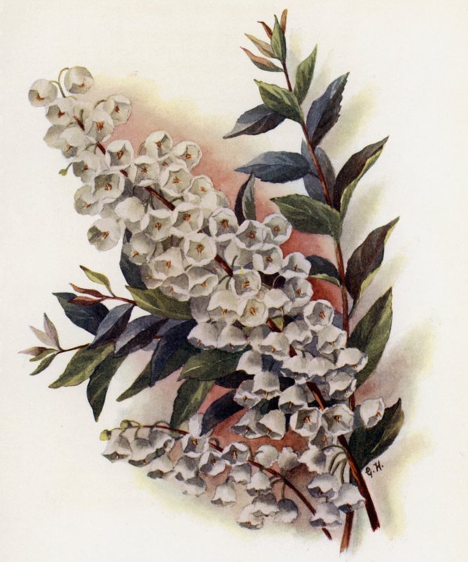 Andromeda Speciosa v Cassinefolia da Gertrude Hamilton
