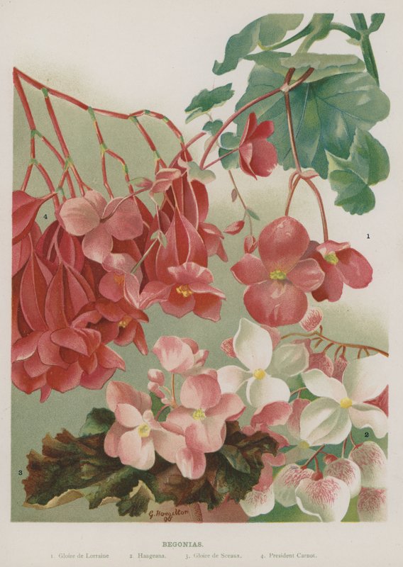 Begonie da Gertrude Hamilton