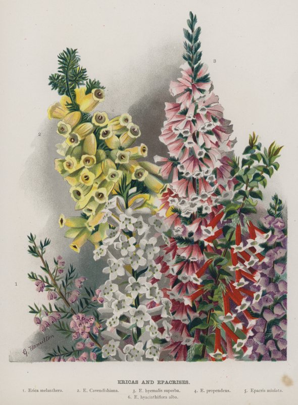 Erica e Epacrisi da Gertrude Hamilton