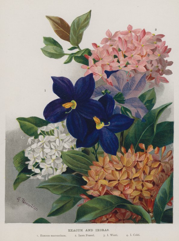 Exacum e Ixoras da Gertrude Hamilton