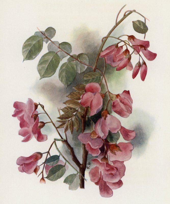 Robinia Hispida da Gertrude Hamilton