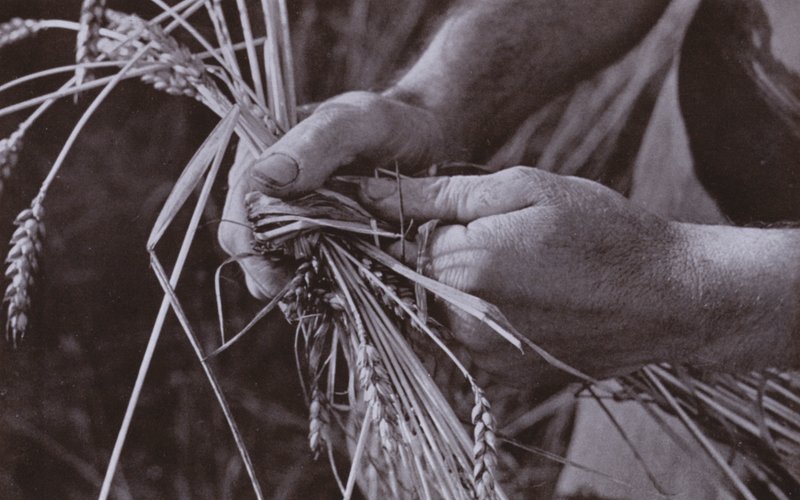 Fare fasce di paglia da Harold Burdekin