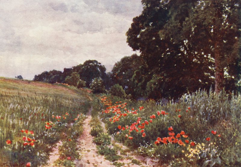 Papaveri da Harold Sutton Palmer