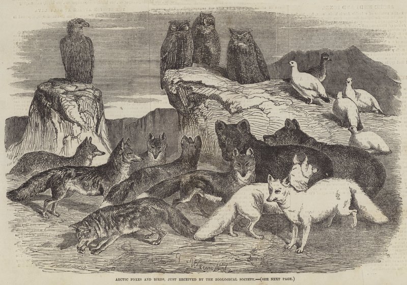Volpi artiche e uccelli, appena ricevuti dalla Società Zoologica da Harrison William Weir