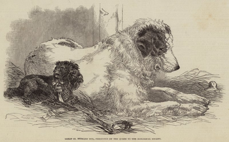 Cane di San Bernardo, presentato dalla Regina alla Società Zoologica da Harrison William Weir