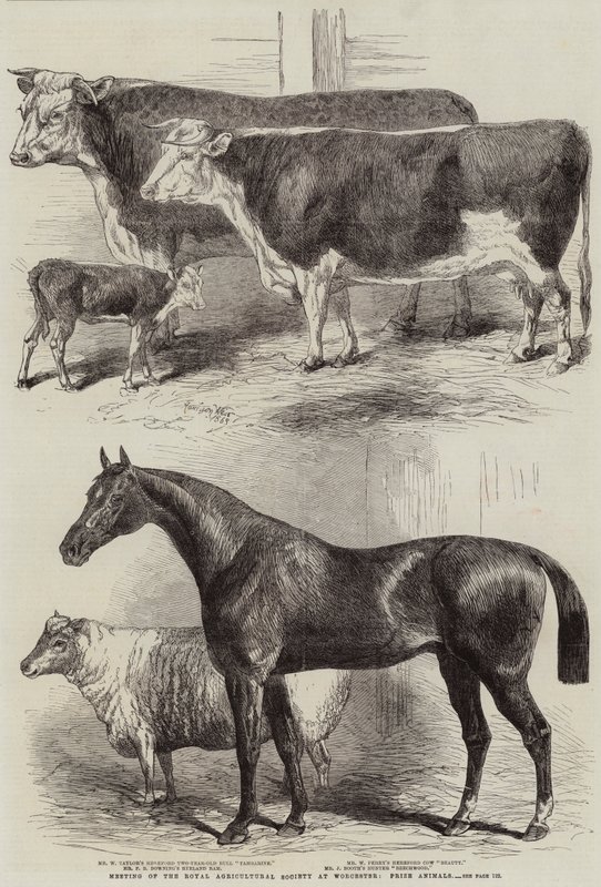 Incontro della Royal Agricultural Society a Worcester, Animali Premiati da Harrison William Weir