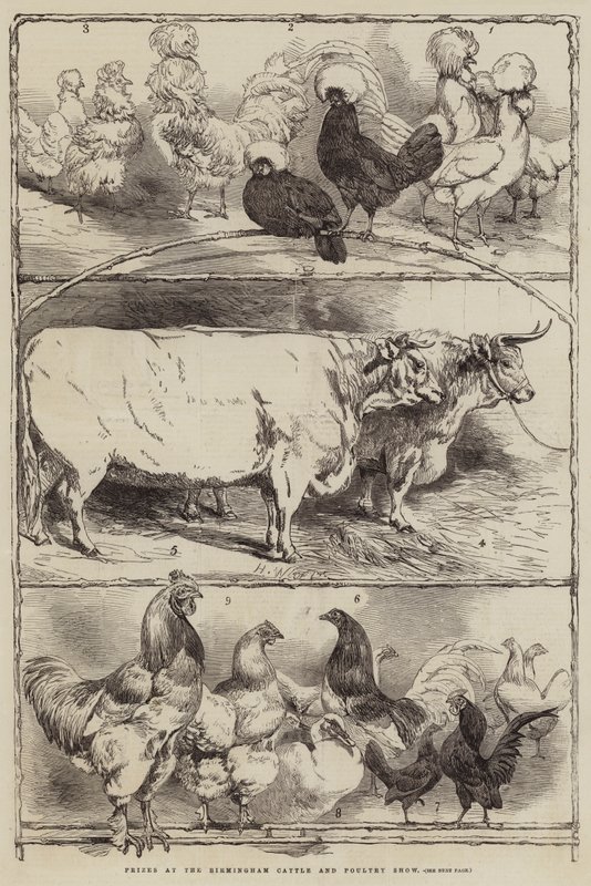 Premi alla Mostra di Bestiame e Pollame di Birmingham da Harrison William Weir