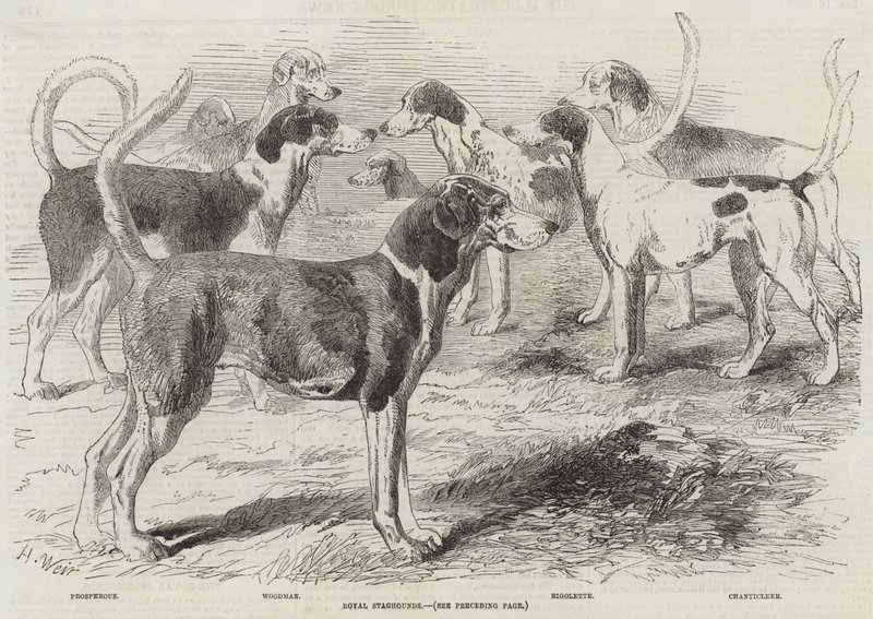 Cani da caccia reali da Harrison William Weir
